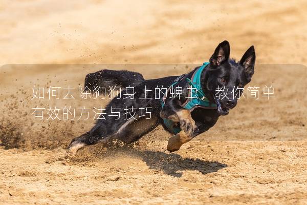 如何去除狗狗身上的蜱虫，教你简单有效的方法与技巧