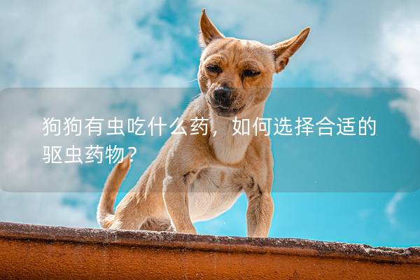 狗狗有虫吃什么药，如何选择合适的驱虫药物？