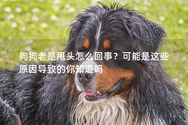 狗狗老是甩头怎么回事？可能是这些原因导致的你知道吗