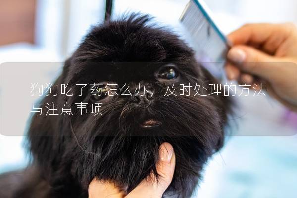 狗狗吃了药怎么办，及时处理的方法与注意事项