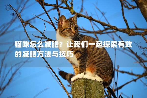 猫咪怎么减肥？让我们一起探索有效的减肥方法与技巧