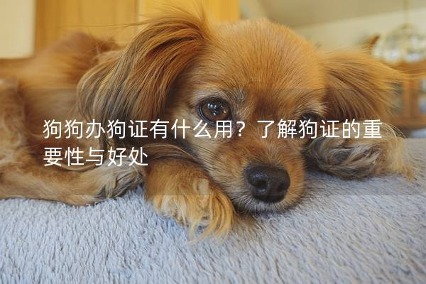 狗狗办狗证有什么用？了解狗证的重要性与好处