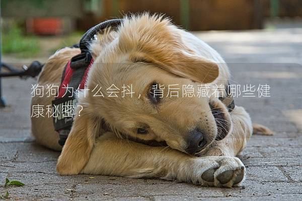 狗狗为什么会抖，背后隐藏着哪些健康秘密？