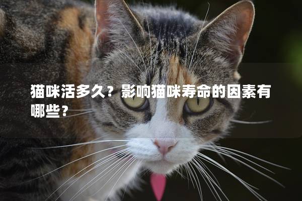 猫咪活多久？影响猫咪寿命的因素有哪些？