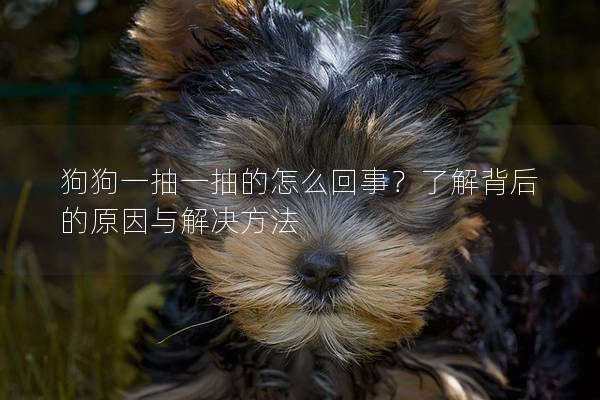 狗狗一抽一抽的怎么回事？了解背后的原因与解决方法