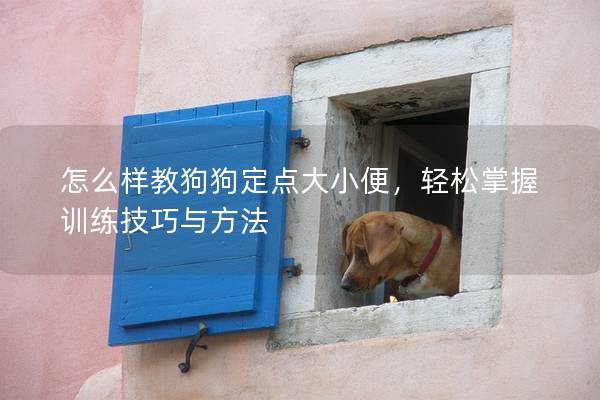 怎么样教狗狗定点大小便，轻松掌握训练技巧与方法
