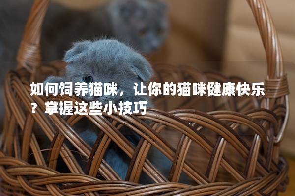 如何饲养猫咪，让你的猫咪健康快乐？掌握这些小技巧
