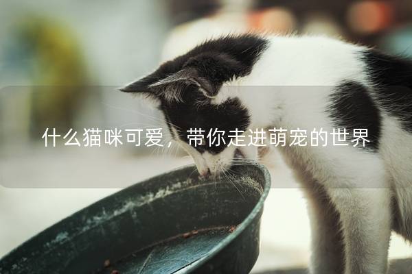 什么猫咪可爱，带你走进萌宠的世界