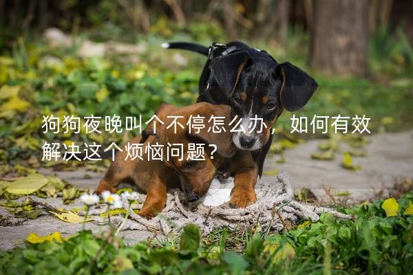 狗狗夜晚叫个不停怎么办，如何有效解决这个烦恼问题？