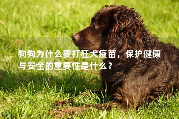 狗狗为什么要打狂犬疫苗，保护健康与安全的重要性是什么？