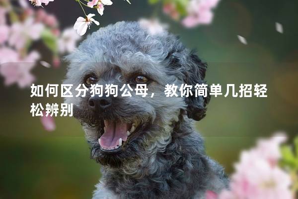 如何区分狗狗公母，教你简单几招轻松辨别