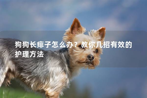 狗狗长痱子怎么办？教你几招有效的护理方法