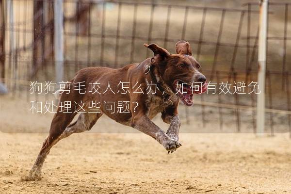 狗狗剪毛咬人怎么办，如何有效避免和处理这些问题？