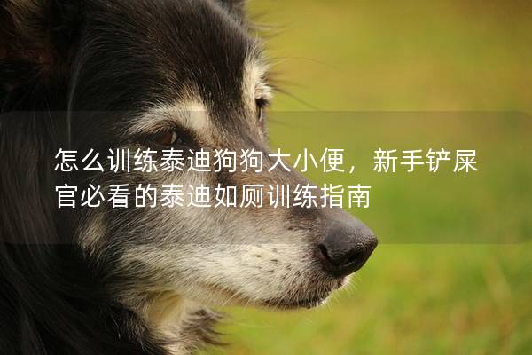 怎么训练泰迪狗狗大小便，新手铲屎官必看的泰迪如厕训练指南