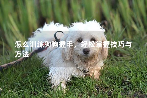 怎么训练狗狗握手，轻松掌握技巧与方法