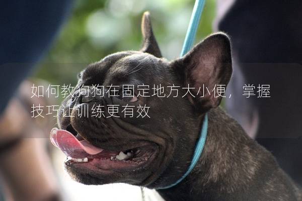 如何教狗狗在固定地方大小便，掌握技巧让训练更有效