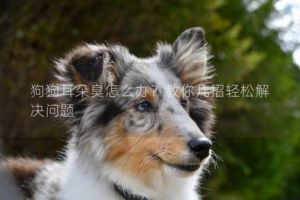 狗狗耳朵臭怎么办？教你几招轻松解决问题