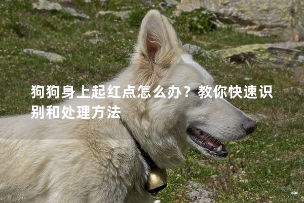 狗狗身上起红点怎么办？教你快速识别和处理方法