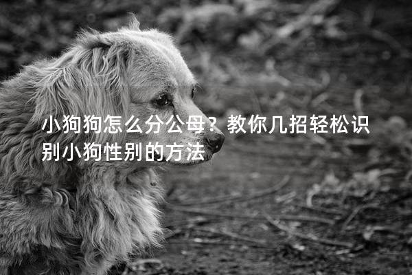 小狗狗怎么分公母？教你几招轻松识别小狗性别的方法