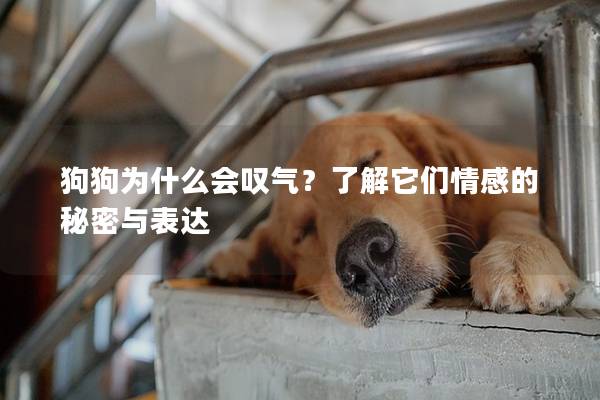 狗狗为什么会叹气？了解它们情感的秘密与表达