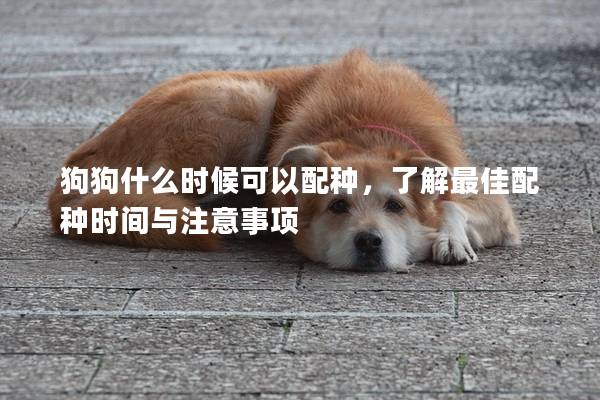 狗狗什么时候可以配种，了解最佳配种时间与注意事项