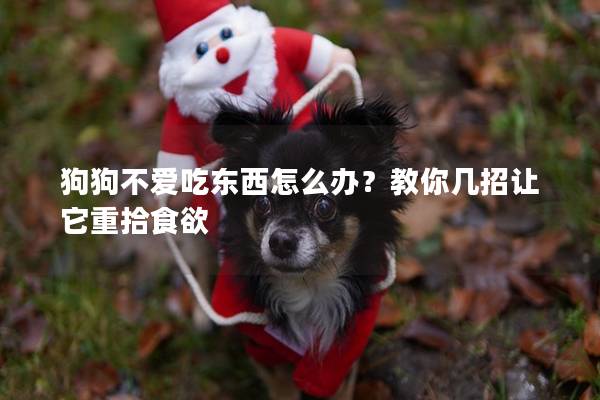 狗狗不爱吃东西怎么办？教你几招让它重拾食欲