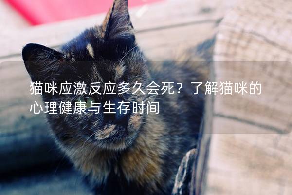 猫咪应激反应多久会死？了解猫咪的心理健康与生存时间