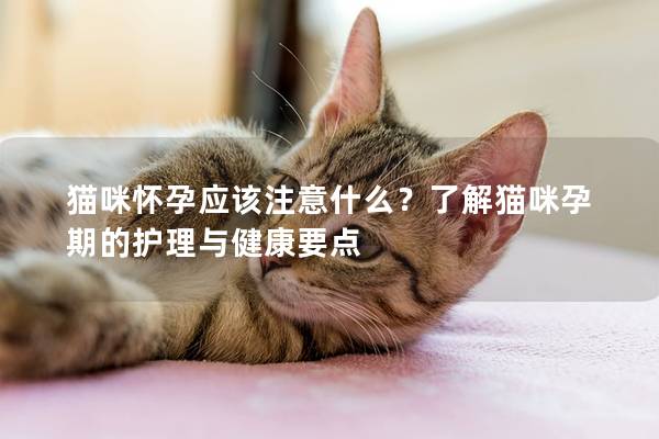 猫咪怀孕应该注意什么？了解猫咪孕期的护理与健康要点