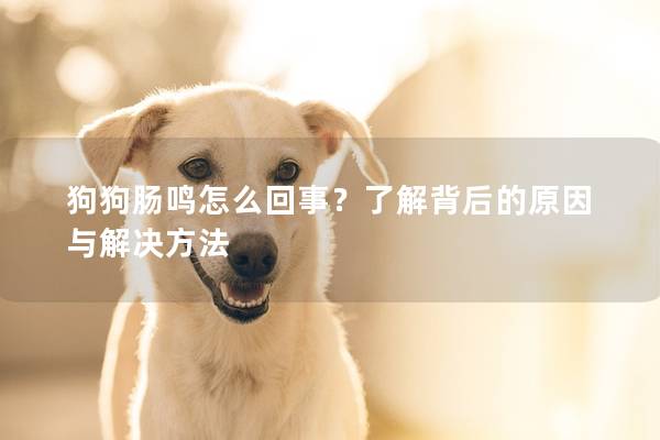 狗狗肠鸣怎么回事？了解背后的原因与解决方法