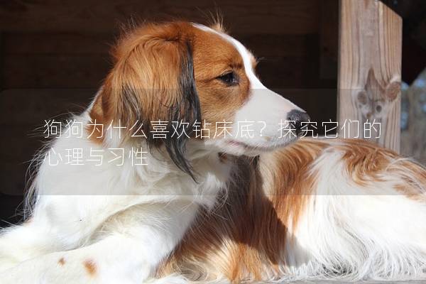 狗狗为什么喜欢钻床底？探究它们的心理与习性