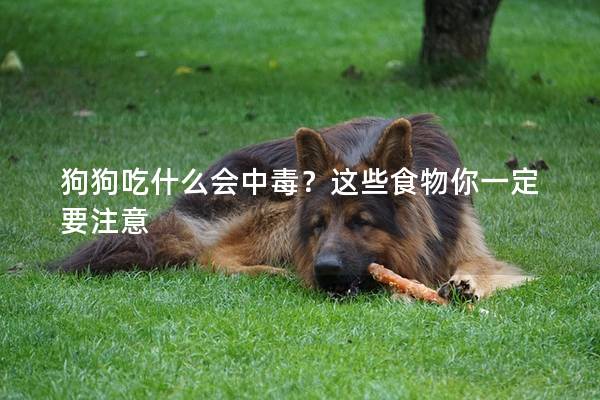 狗狗吃什么会中毒？这些食物你一定要注意