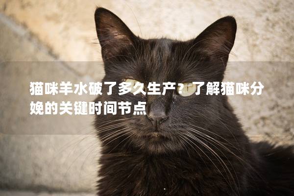 猫咪羊水破了多久生产？了解猫咪分娩的关键时间节点