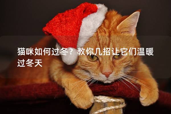 猫咪如何过冬？教你几招让它们温暖过冬天