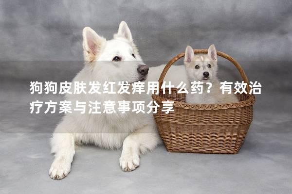 狗狗皮肤发红发痒用什么药？有效治疗方案与注意事项分享