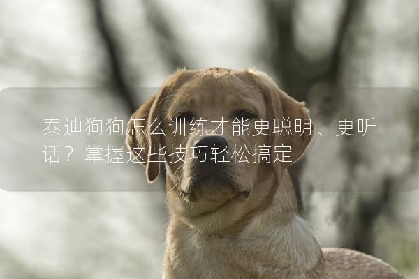 泰迪狗狗怎么训练才能更聪明、更听话？掌握这些技巧轻松搞定