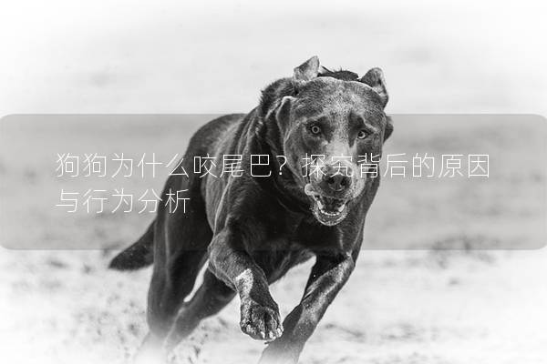狗狗为什么咬尾巴？探究背后的原因与行为分析