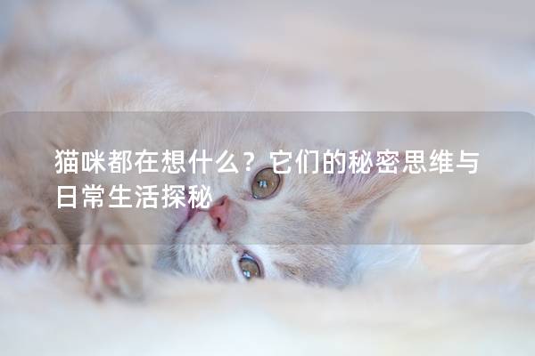 猫咪都在想什么？它们的秘密思维与日常生活探秘