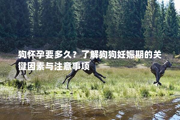 狗怀孕要多久？了解狗狗妊娠期的关键因素与注意事项
