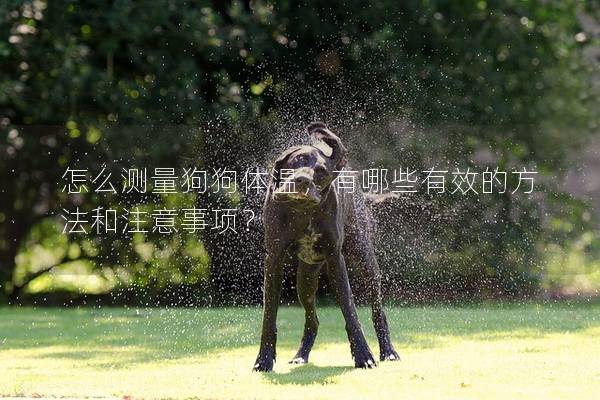 怎么测量狗狗体温，有哪些有效的方法和注意事项？
