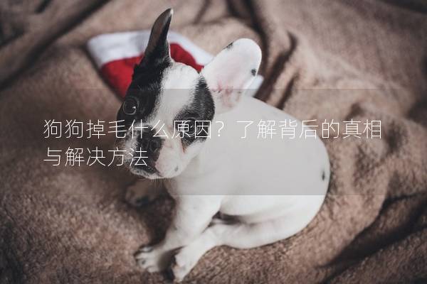 狗狗掉毛什么原因？了解背后的真相与解决方法