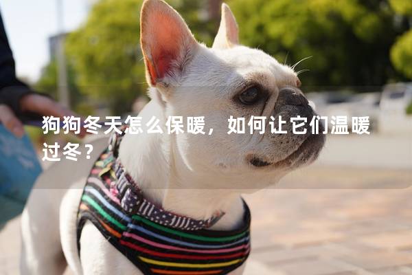 狗狗冬天怎么保暖，如何让它们温暖过冬？