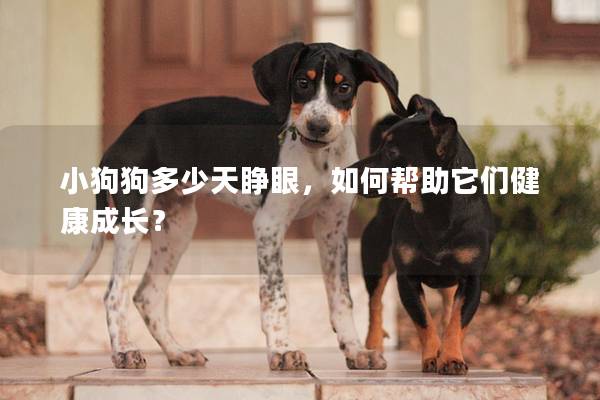 小狗狗多少天睁眼，如何帮助它们健康成长？