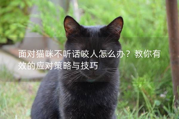 面对猫咪不听话咬人怎么办？教你有效的应对策略与技巧