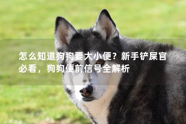 怎么知道狗狗要大小便？新手铲屎官必看，狗狗便前信号全解析