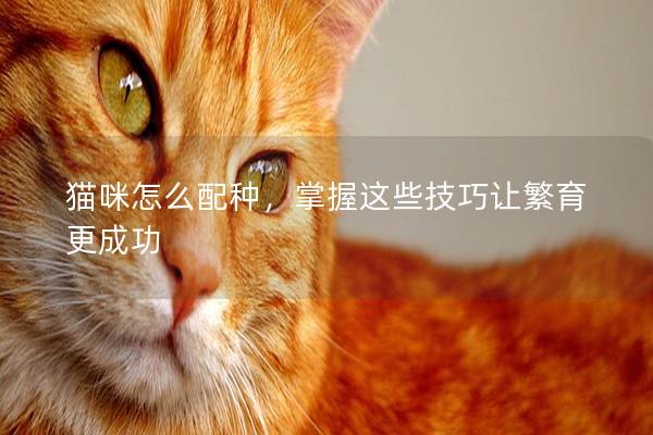 猫咪怎么配种，掌握这些技巧让繁育更成功