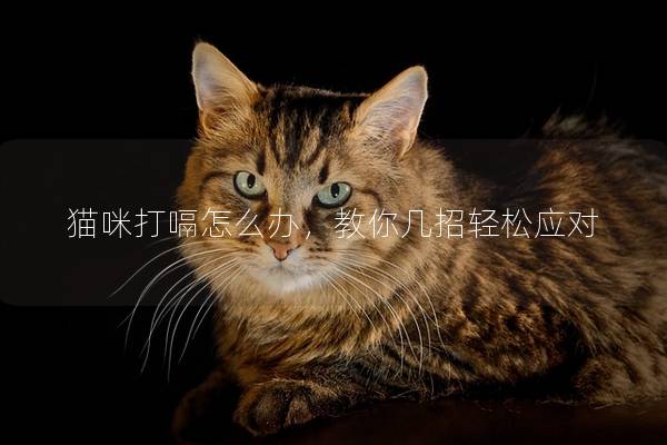 猫咪打嗝怎么办，教你几招轻松应对