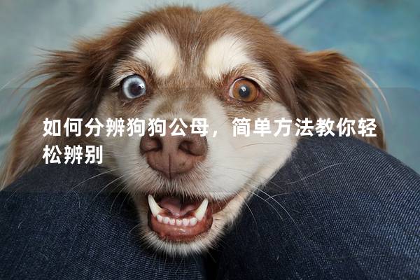 如何分辨狗狗公母，简单方法教你轻松辨别