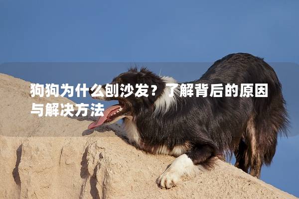 狗狗为什么刨沙发？了解背后的原因与解决方法