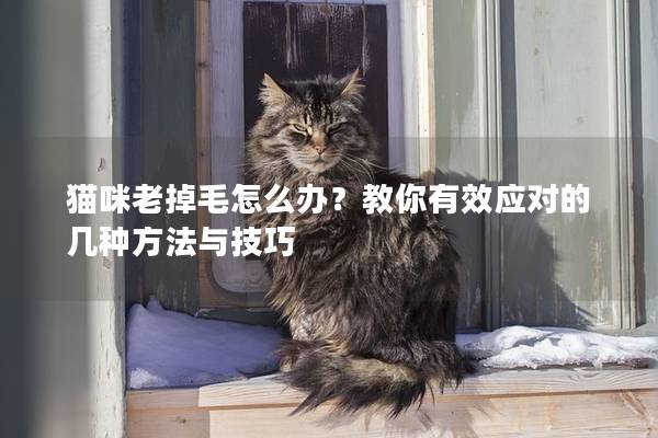猫咪老掉毛怎么办？教你有效应对的几种方法与技巧