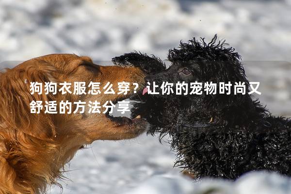 狗狗衣服怎么穿？让你的宠物时尚又舒适的方法分享